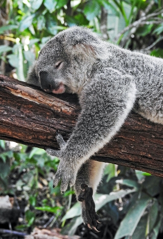 Sovande koala. Bild från Unsplash