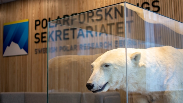 Isbjörnen Majbjörn vaktar kontoret i Luleå