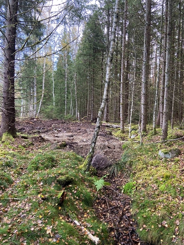 Igenlagt dike i Stenbrohults naturreservat. Foto Magnus Strindell Länsstyrelsen.