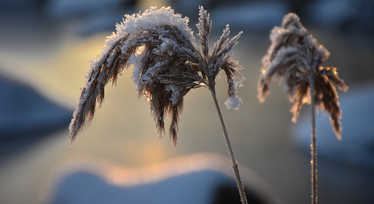 Vippor med frost.