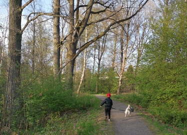 Ett barn med en hund springer på en stig i en ljus skog.