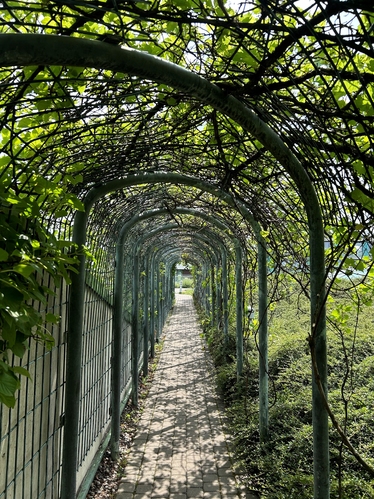 Tunnel av växtlighet över en gångväg.