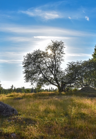 Ett kalt träd i motljus. I bakgrunden en vacker himmel med tunna moln.
