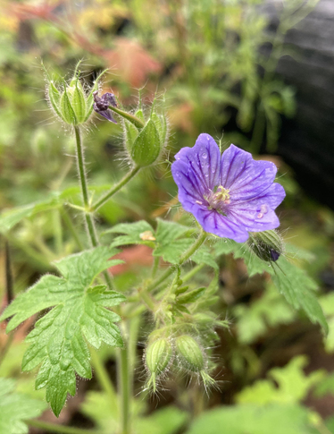 Svedjenäva, en näpen lila blomma.