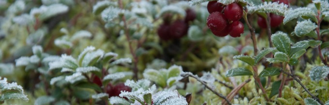 Frostnupen lingontuva.