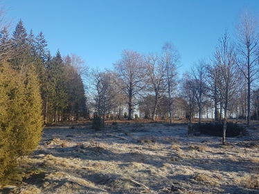 Naturbetesmark i vinterskrud.
