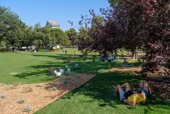 Personer kopplar av i en solig park med träd och en grön gräsmatta.