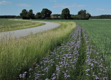 Ettårig blomremsa med honungsört. 
