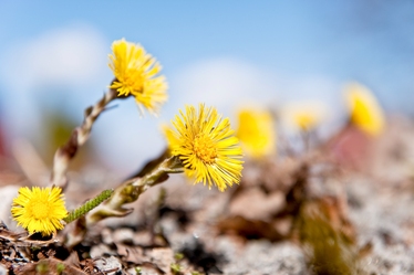 Tussilago på en solig vårdag.