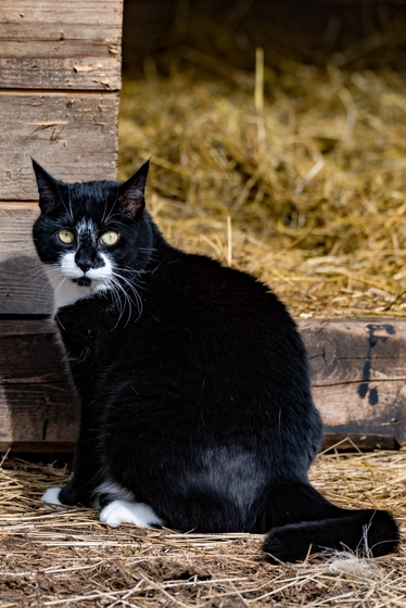 Stallkatt.
