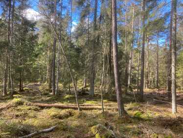Skogsbete.