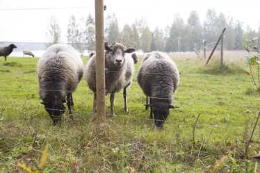 Får vid eltrådar.