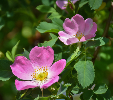 Blommande rosor.