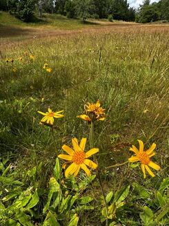 Gula blommor i solbelyst äng med gräs och träd i bakgrunden