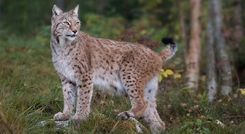 Lodjur stående i skogsbryn, blickar åt vänster