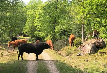 Betande köttkor på brukningsväg. 
