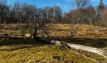 Träd i Stenbrohults naturreservat.