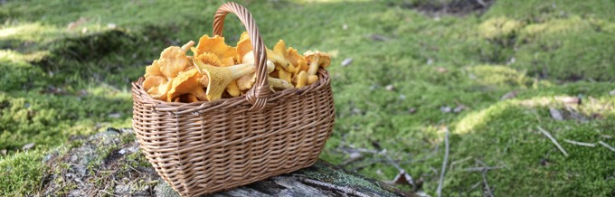korg med kantareller i en skog