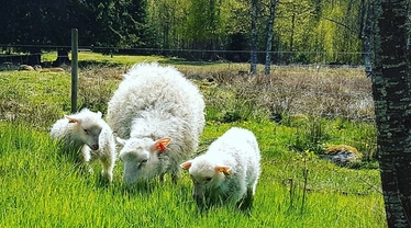 Får på bete