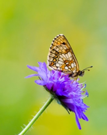 Skogsnätfjäril söker nektar i en blomma av åkervädd. Foto: Staffan Carlsson