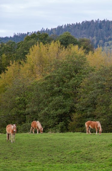 Tre hästar på grönbete. Foto: Alex Regnér