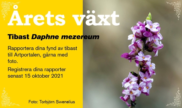 Årets växt är Tibast. Rapportera din fynd till Artportalen, gärna med foto. Registrera dina rapporter senast den 15 oktober 2021.