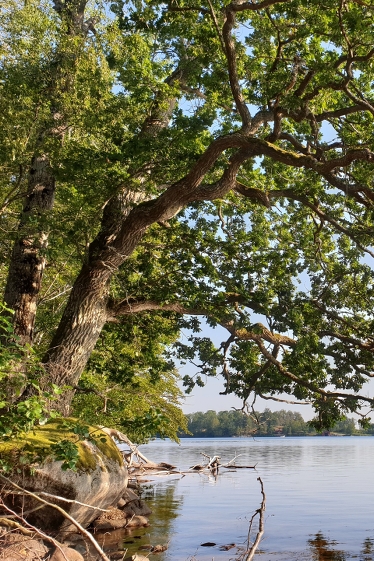 Vy ut över Helgasjön från naturreservatet Skälsnäs