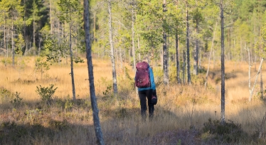 Kvinna som vandrar i en skog med ryggen vänd mot kameran