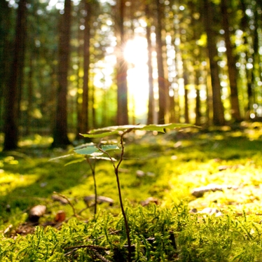 Sol som skiner bakom träd i en skog med grön mossa på marken.