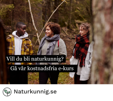 En grupp unga människor går i en skog. Vill du bli naturkunnig? Gå vår kostnadsfria e-kurs. Naturkunnig.se.