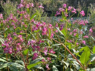 Jättebalsamin, en invasiv, främmande art med rosa blommor.