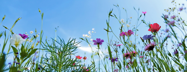 Blommande äng med varierade blommor mot en klarblå himmel.