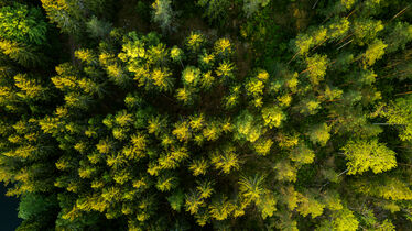 Drönarfoto av tallskog, fotograf Stefan Jansson