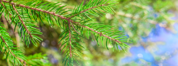 Granträdsgren med daggdroppar i solljus.