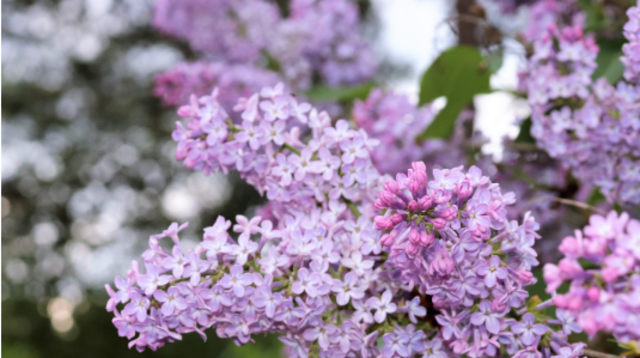 Foto på lila syrenblommor