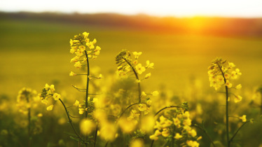 Närbild av gula rapsblommor i solnedgång över fält