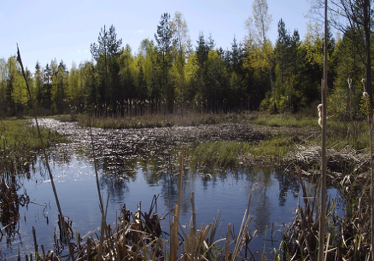 våtmark