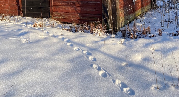 lodjursspår vid stuga