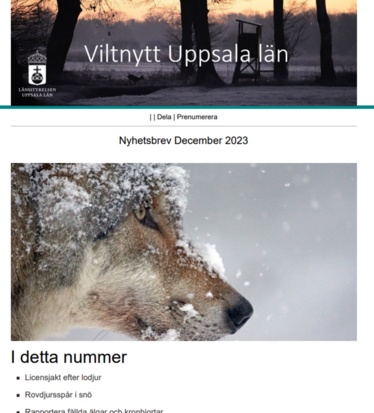 bild på senaste viltnytt