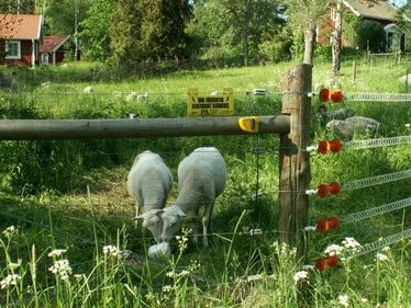 får vid elstängsel, foto viltskadecenter