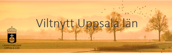 jordbrukslandskap med träd och flygande fåglar