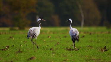två tranor på odlingsmark
