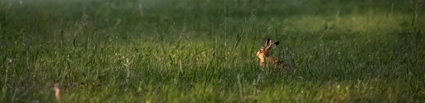 hare i högt gräs