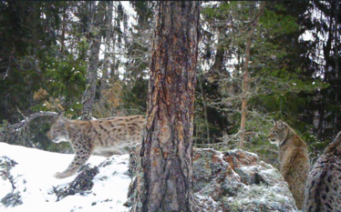 lohona med två ungar på klippa med tunt snötäcke