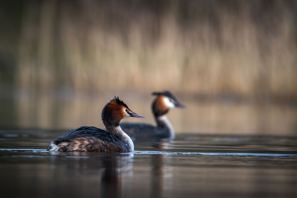 två skäggdoppingar som simmar