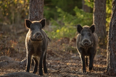 Två vildsvin