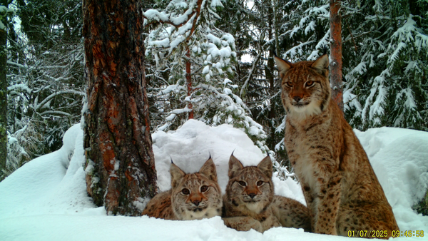 familjegrupp lodjur i snö