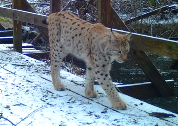 vuxet lodjur på en bro