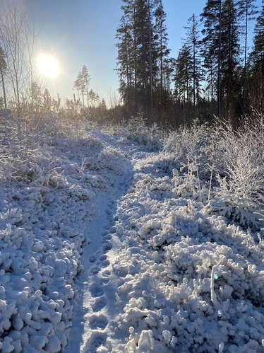 Lodjursspår på snöklädd skogsstig med lågt stående sol i bakgrunden.