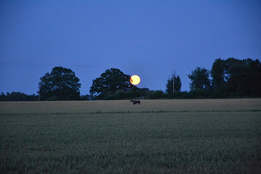 Fullmåne över ett fält med en älg i skymningen.